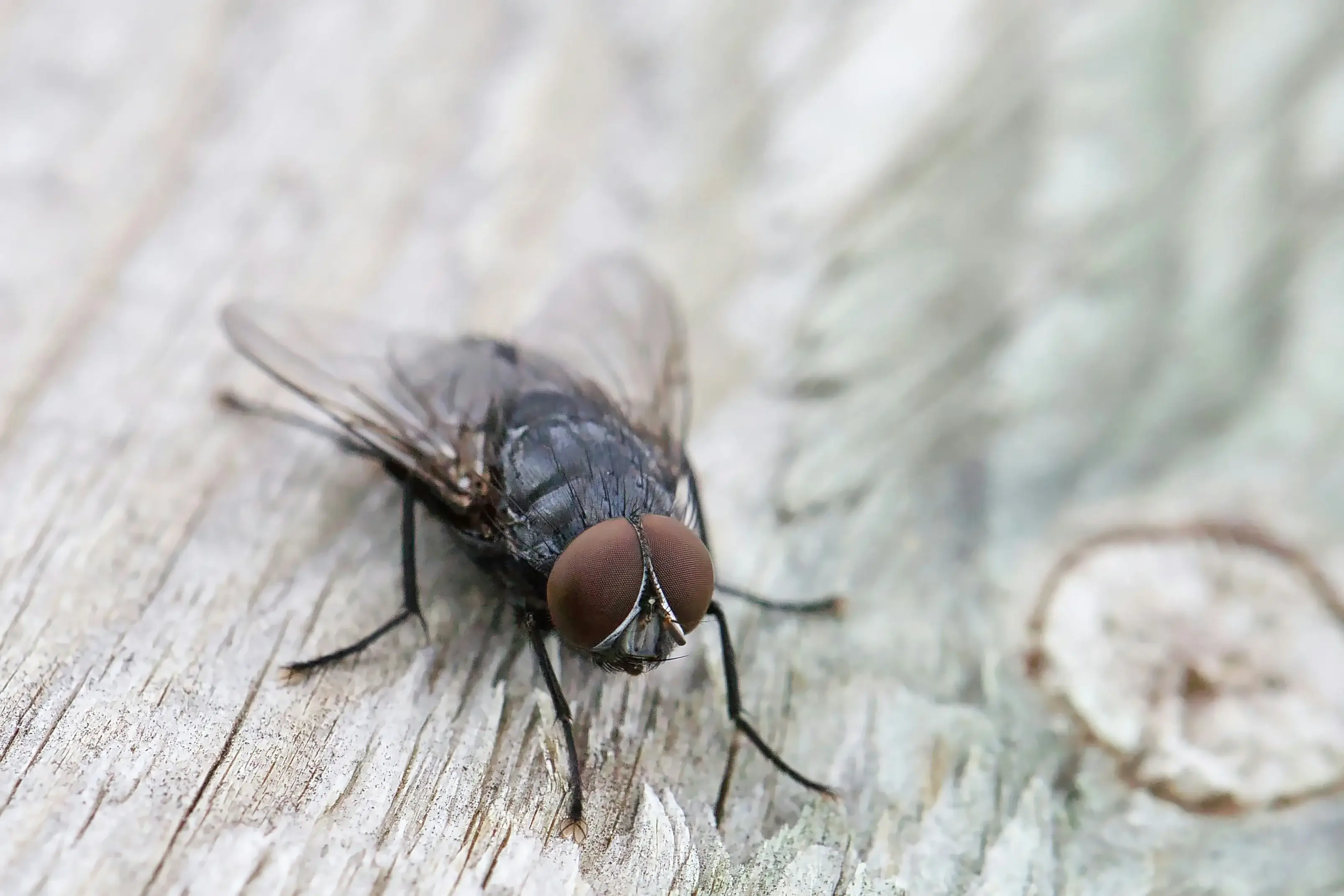 Mosca