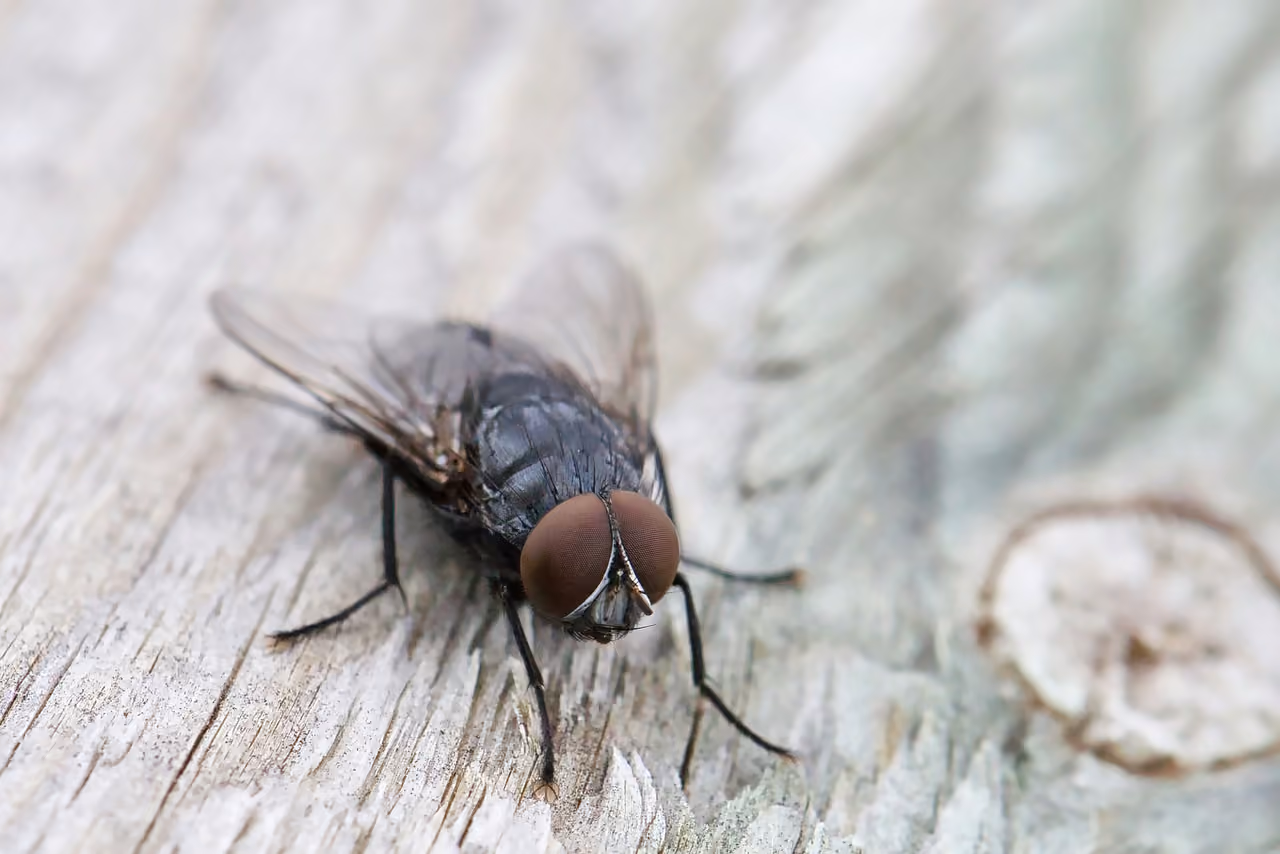 Mosca