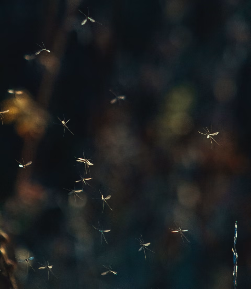 Inspection of an outdoor area for flying insects
