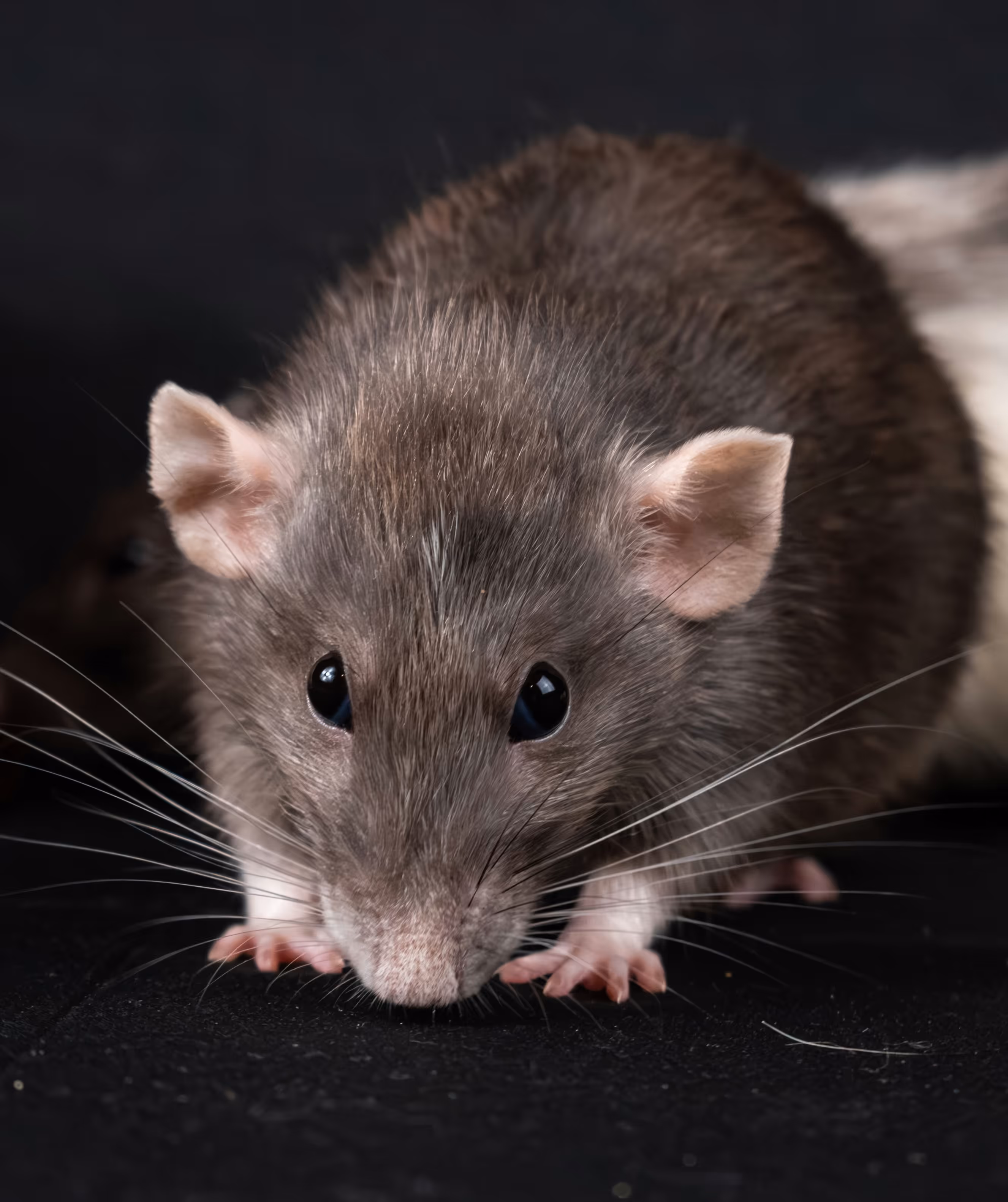 Man in orange and black vest wearing white helmet holding yellow and black power tool