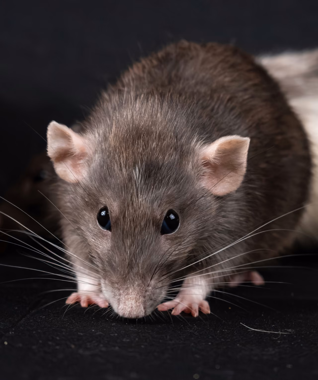 Rat on a dark background