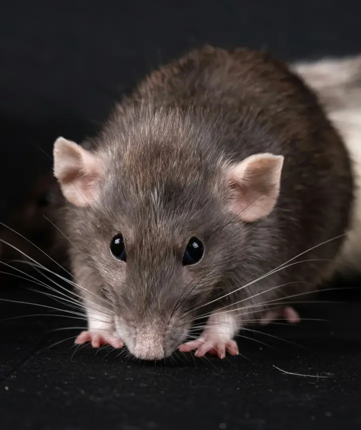 Controllo di un ambiente interno soggetto a infestazione da roditori